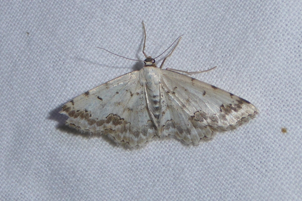 Scopula (Scopula) honestata